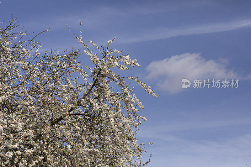 Prunus Avium -野生樱桃在春天